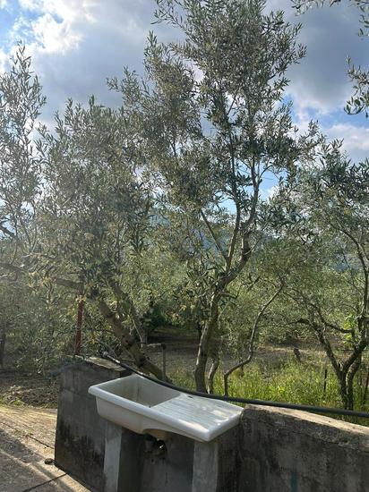  id.5264719